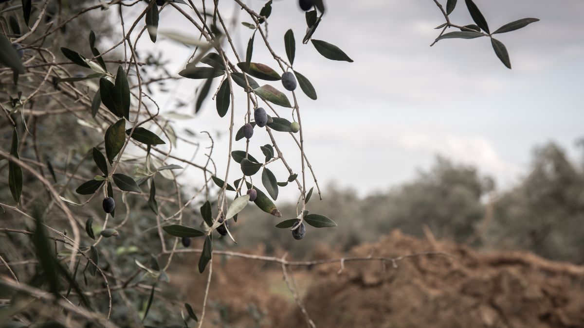 ulivi secolari oliveto Calabria